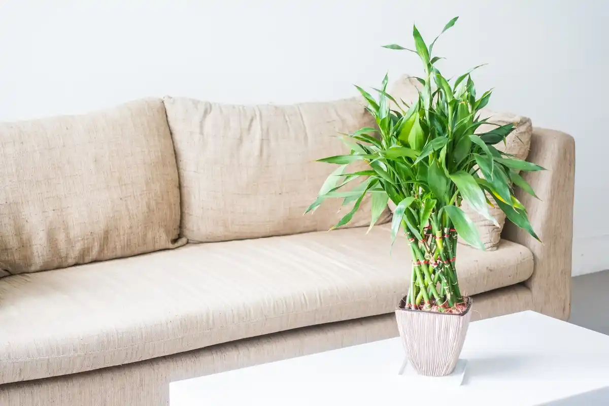 chlorophytum plant living room
