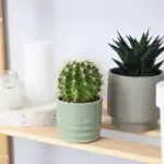 modern indoor succulents arrangement czech apartment