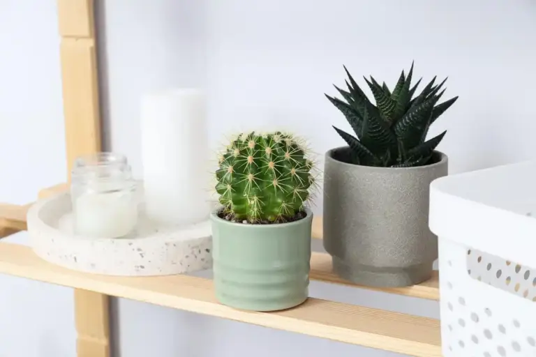 modern indoor succulents arrangement czech apartment