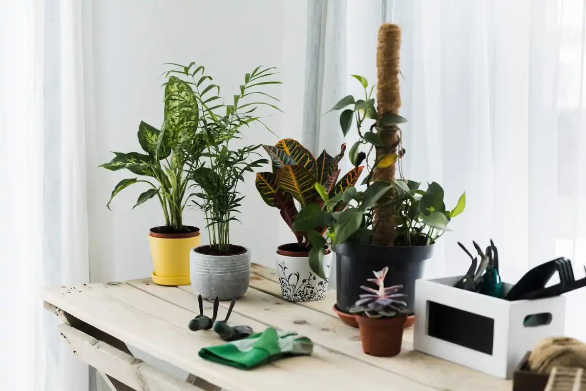 Modern cozy Czech apartment with many succulents, natural sunlight, no people