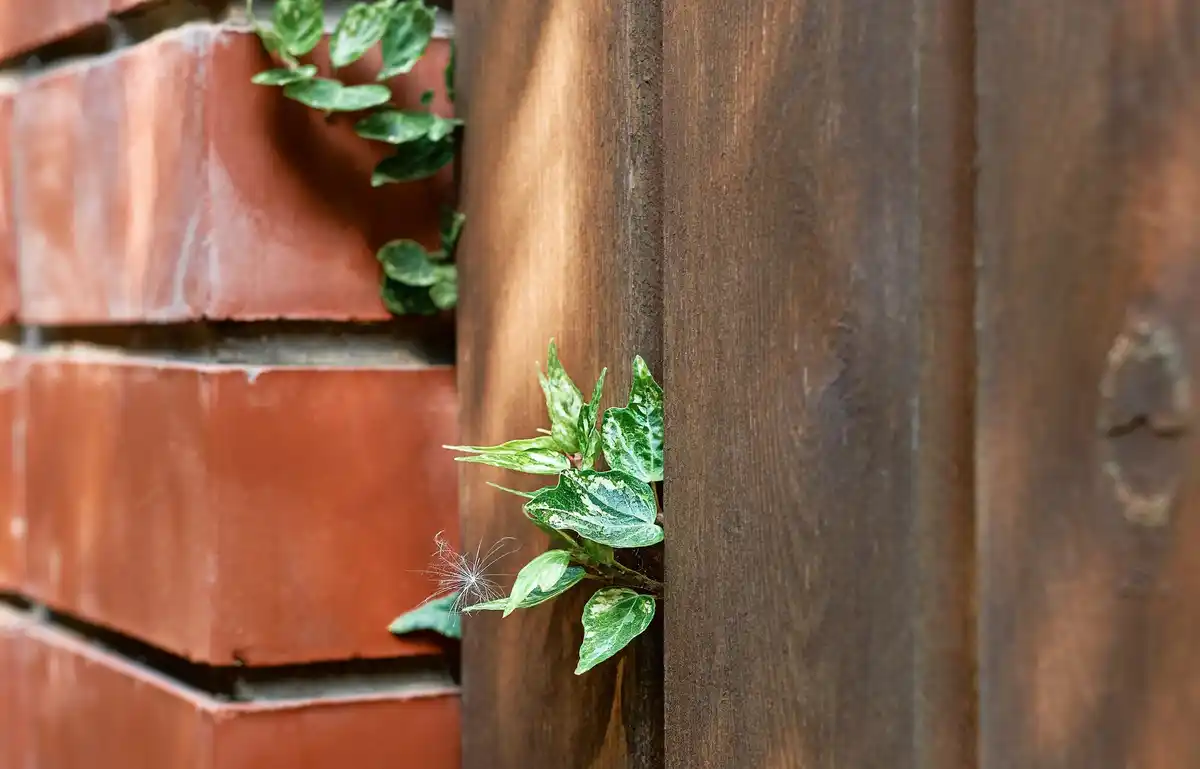 vertical garden balcony czech city