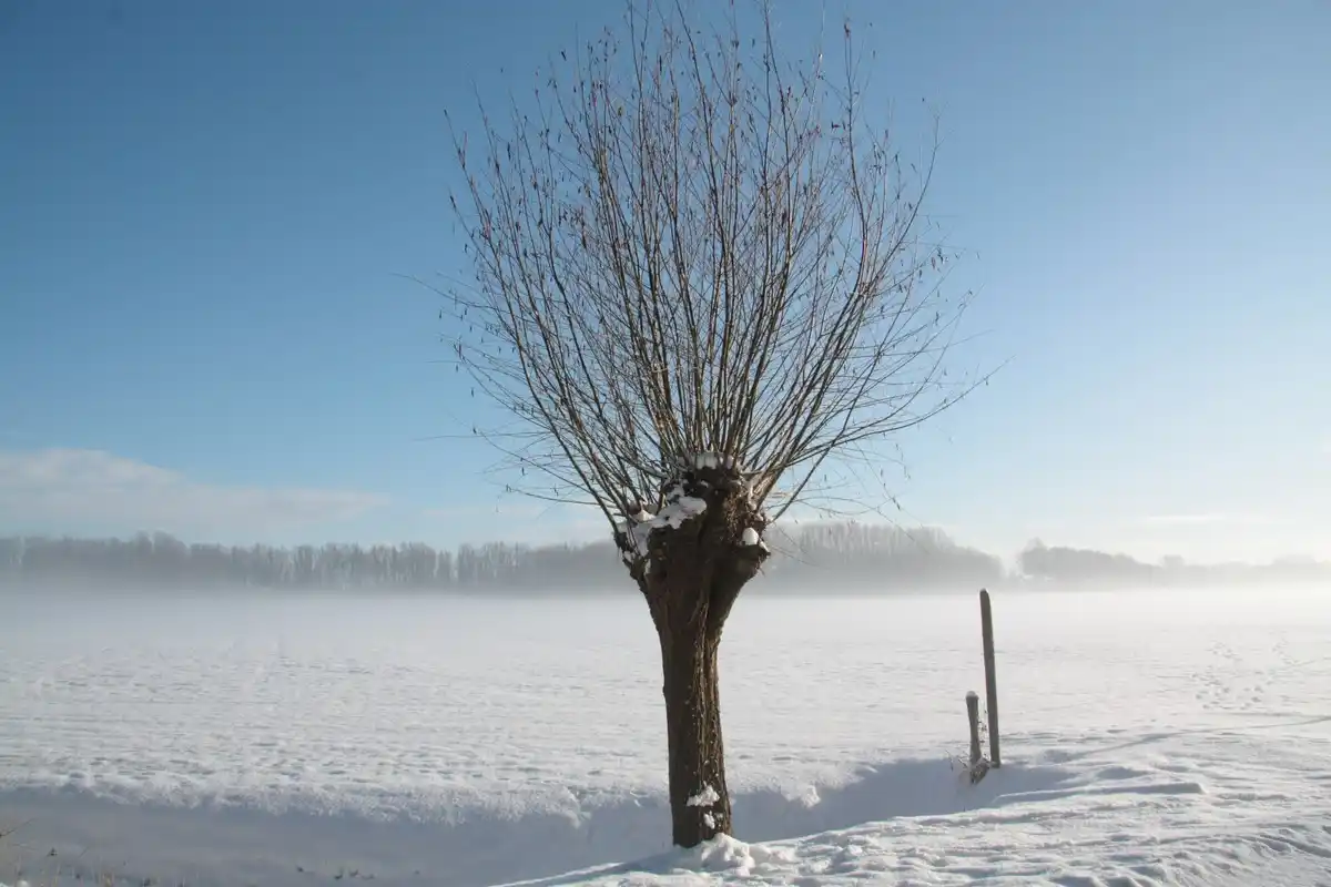 antonovka apple on tree frosty winter orchard