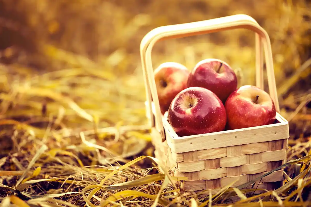 rubin apple harvest storage cellar czech farm