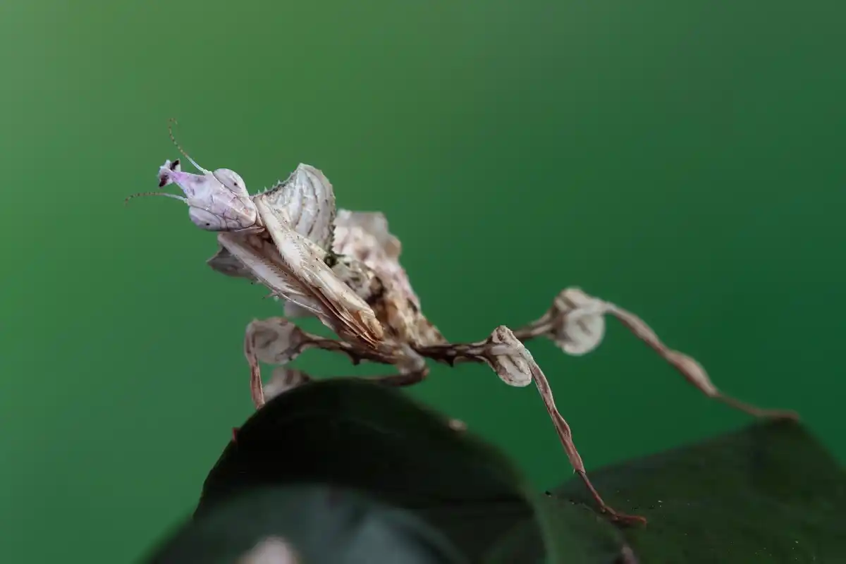 fungus gnats in houseplant soil macro Czech home