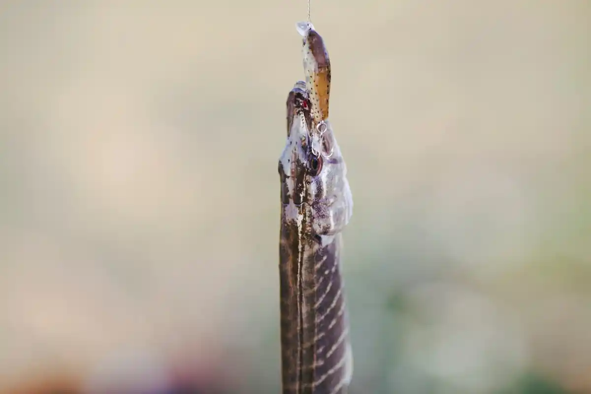 close up of fungus gnat larvae in plant pot soil Czech apartment