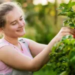 Czech grandmother harvesting blackberries garden