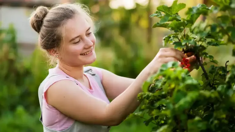 Czech grandmother harvesting blackberries garden