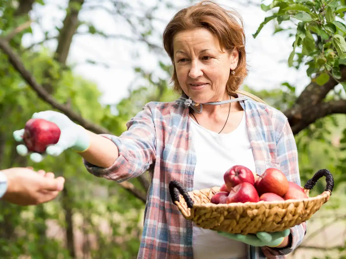 czech grandmother gardening blackberries