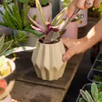 sharpening garden pruners with ceramic mug