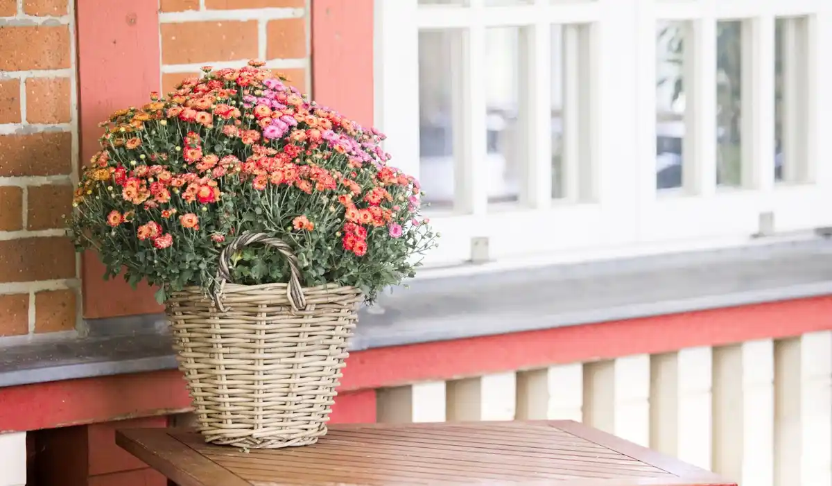 Czech grandmother balcony geraniums old town