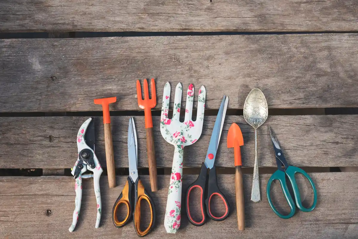 hand cutting geranium old garden scissors