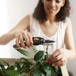 reviving wilting houseplants Czech home