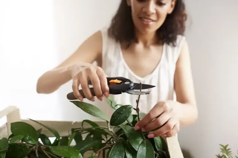 reviving wilting houseplants Czech home