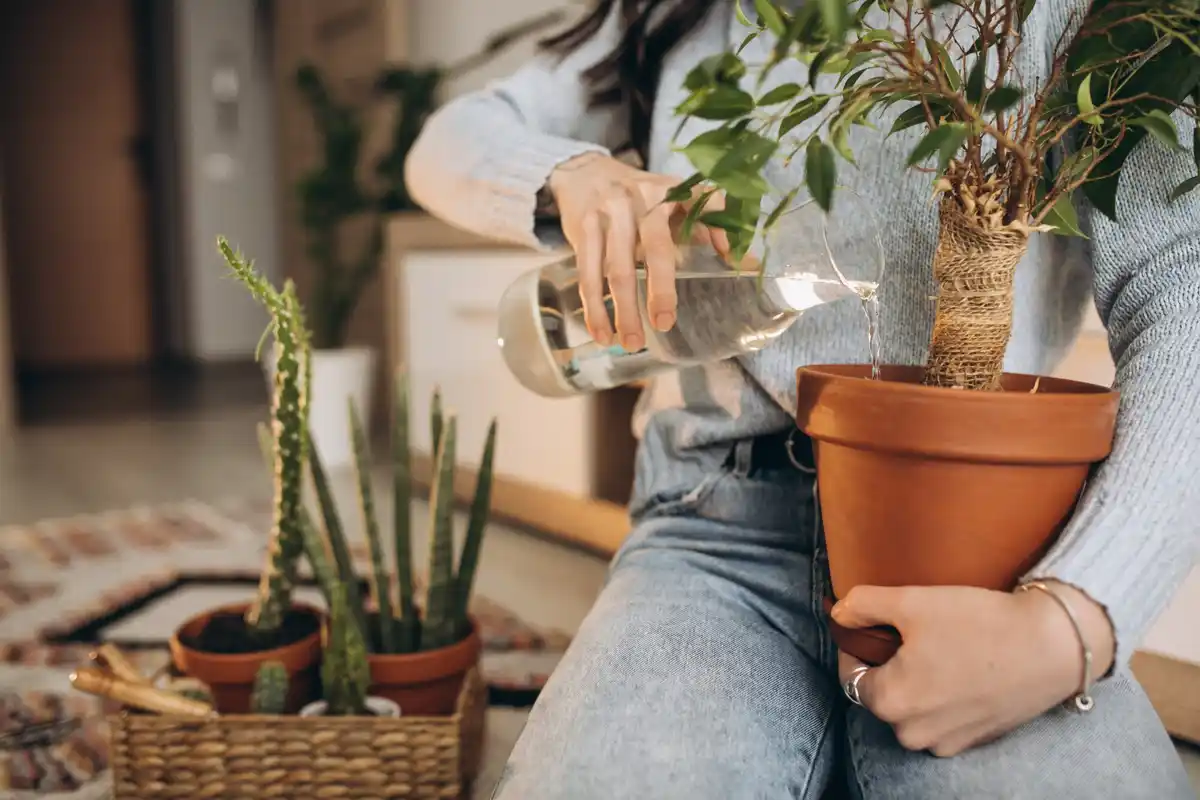 houseplant root cleaning repotting Czech home