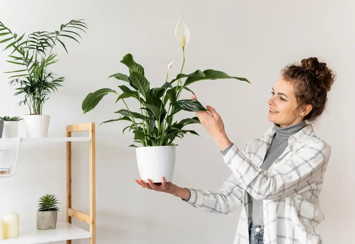 Czech living room healthy houseplants urban home