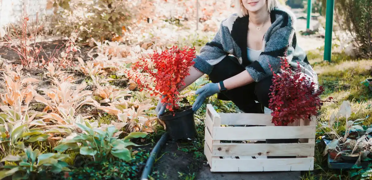 companion planting Czech garden
