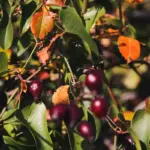 gooseberry bush and blackcurrant bush close together in Czech garden