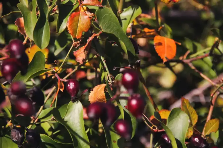 gooseberry bush and blackcurrant bush close together in Czech garden