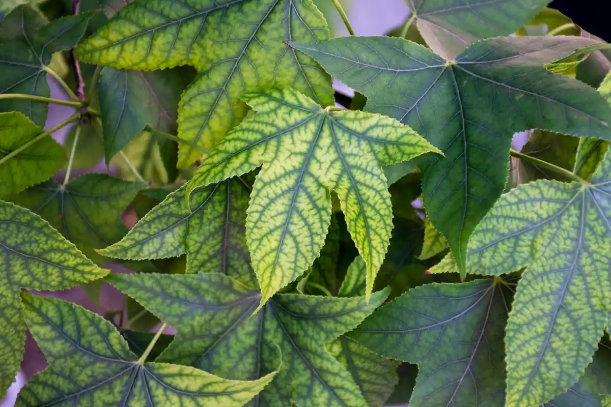 diseased gooseberry and blackcurrant leaves close-up Czech garden