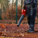 autumn lawn seeding in Czech Republic