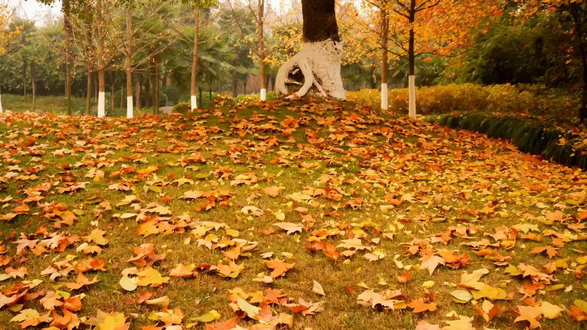 thick autumn lawn with fallen leaves czech suburbia