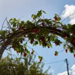 climate-resilient fruit trees Czech Republic