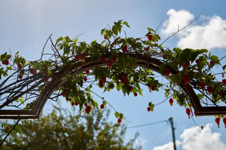 climate-resilient fruit trees Czech Republic