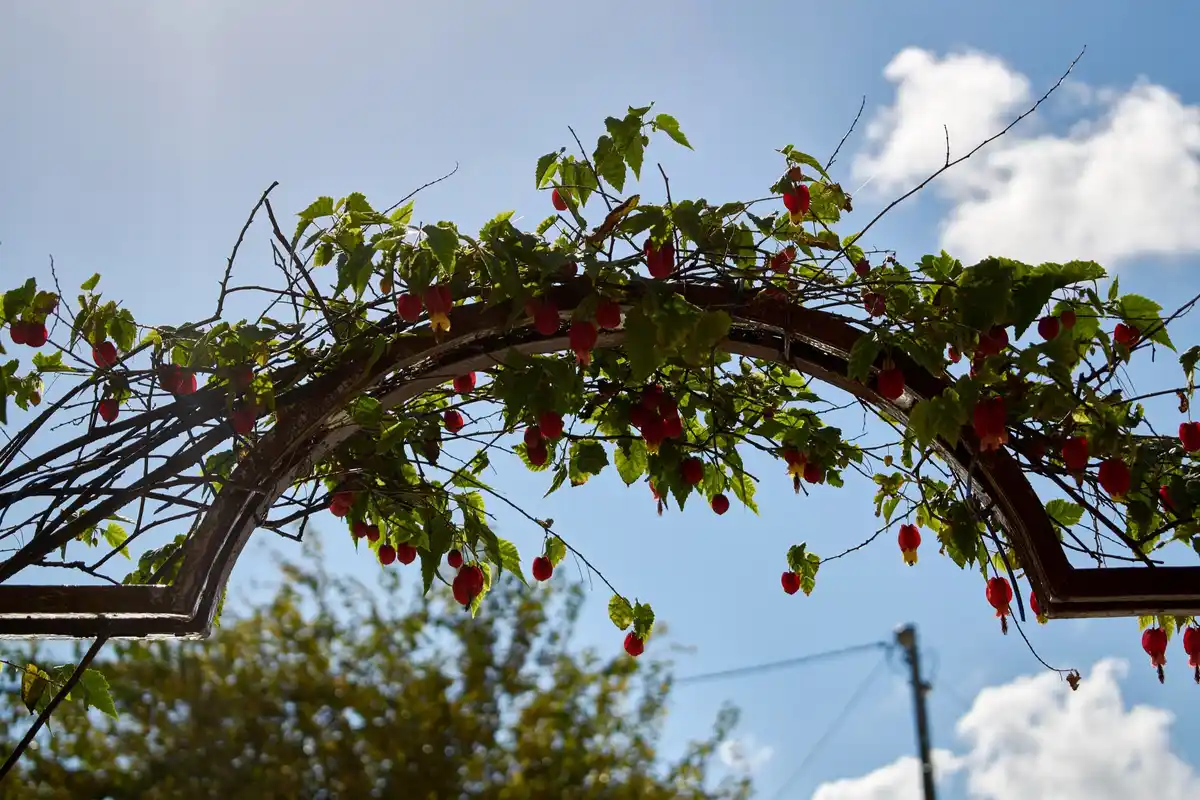 climate-resilient fruit trees Czech Republic