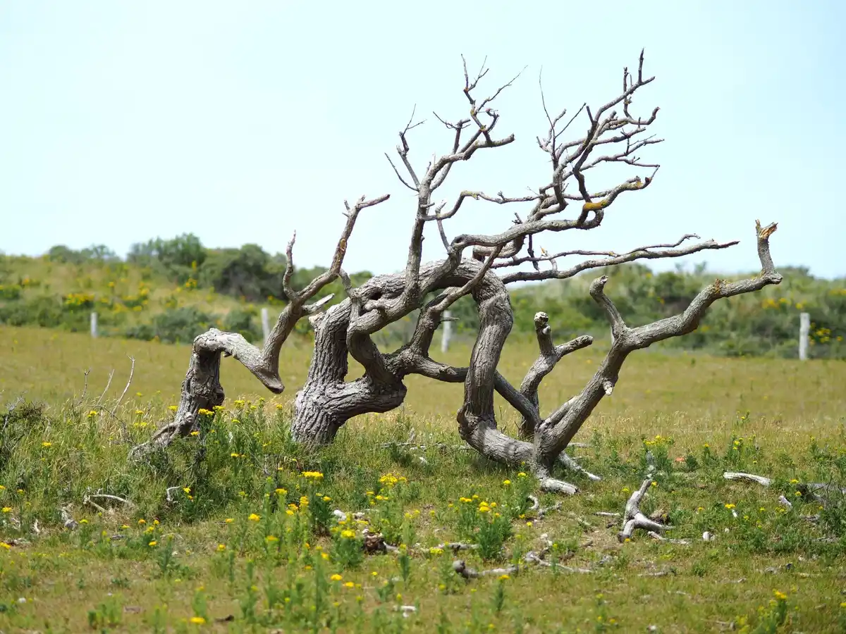 climate change damaged orchard Czech Republic
