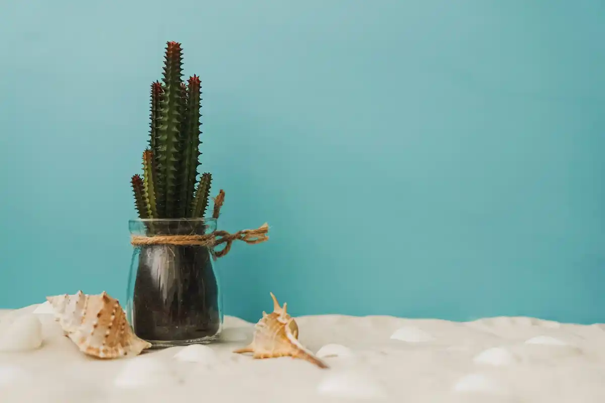 cactus on bedroom nightstand modern home interior