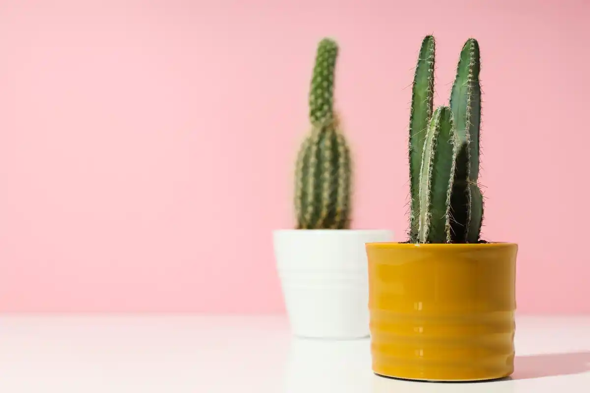 cactus bedroom nightstand cozy minimalistic