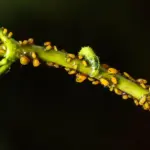 aphids infestation on rose closeup garden