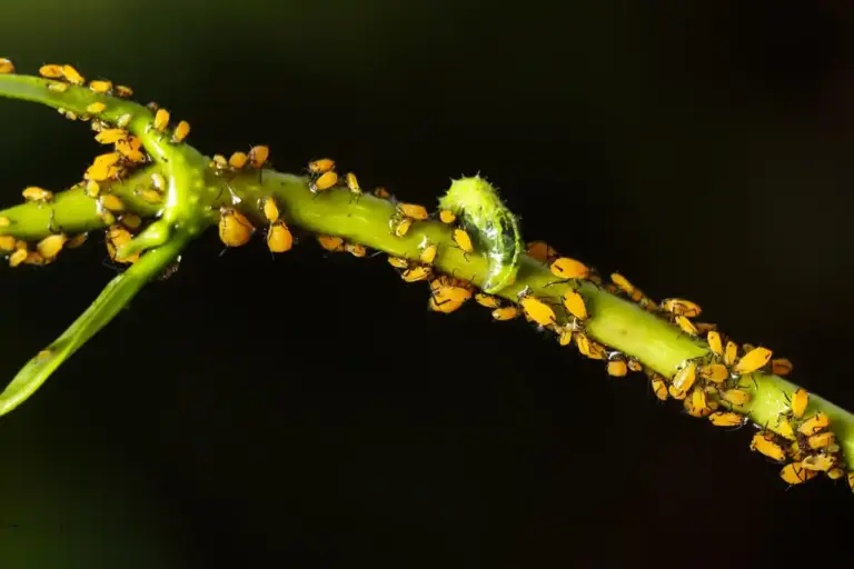 aphids infestation on rose closeup garden