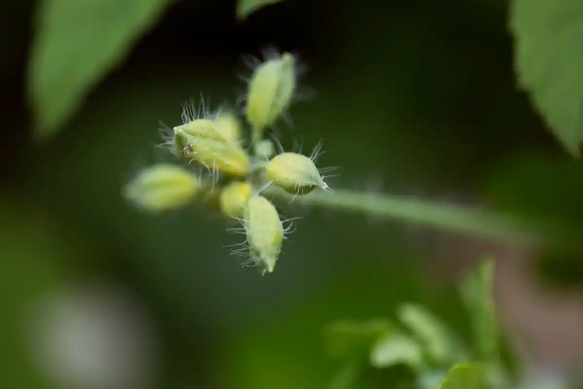 aphid colony infestation on nettle plant garden macro