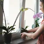 winter houseplants care humidifier living room czech window