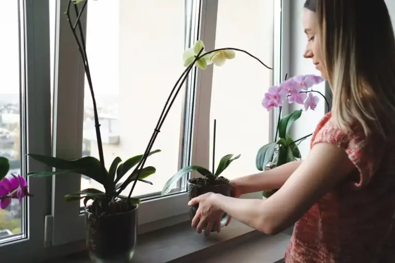 winter houseplants care humidifier living room czech window