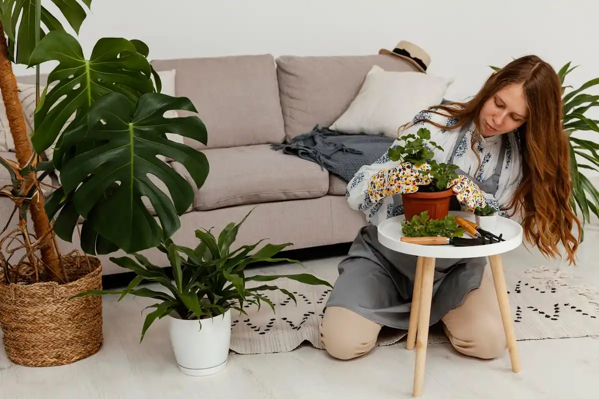 indoor plants winter preparation czech living room