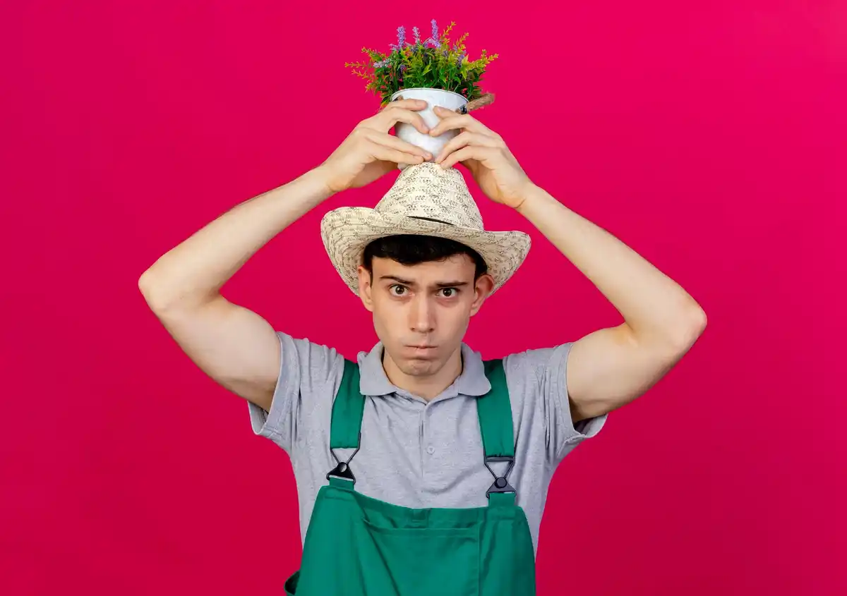 houseplant drooping sign of distress