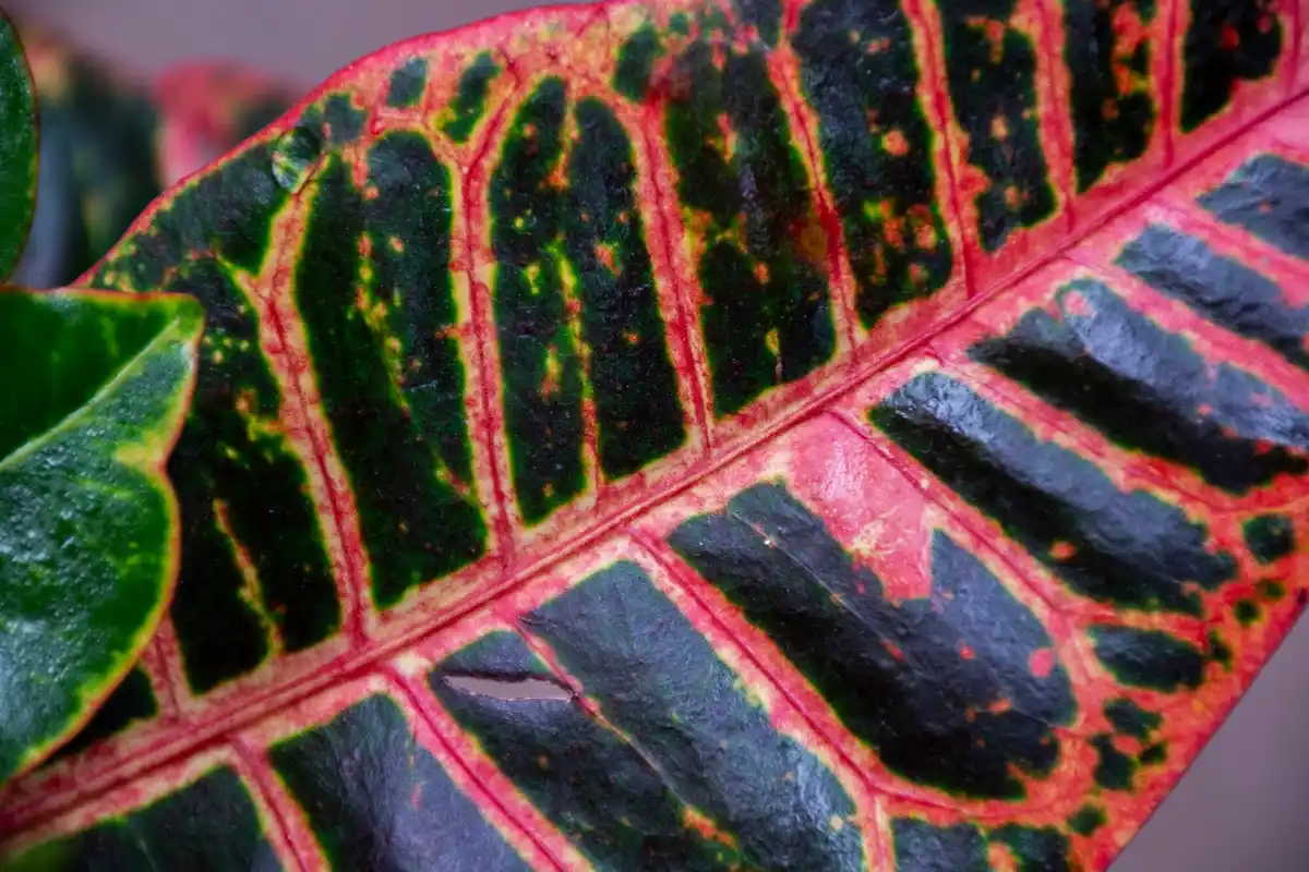 close up sick houseplant faded leaves