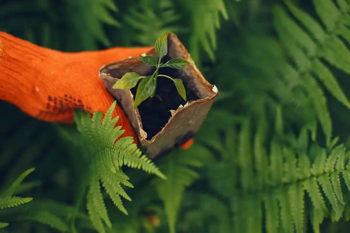 coffee grounds pest control garden