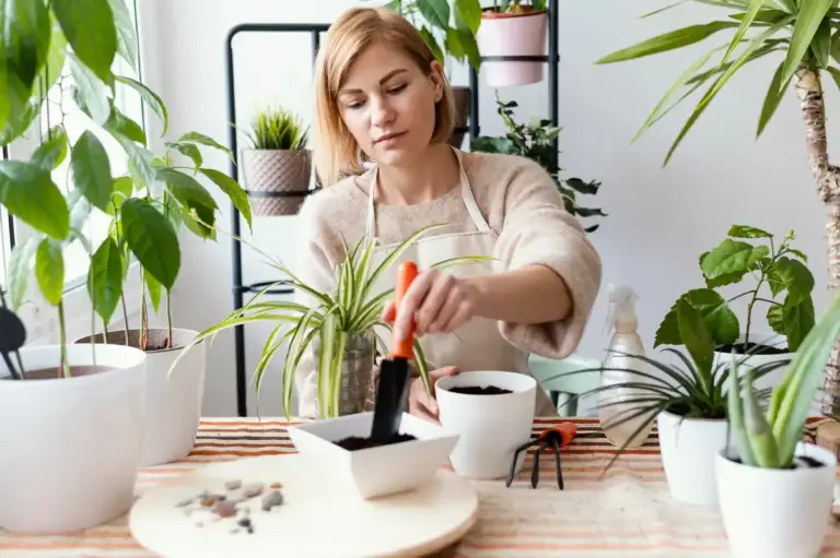 houseplants winter care czech home
