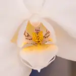 banana peel homeplant fertilizer orchids Cz