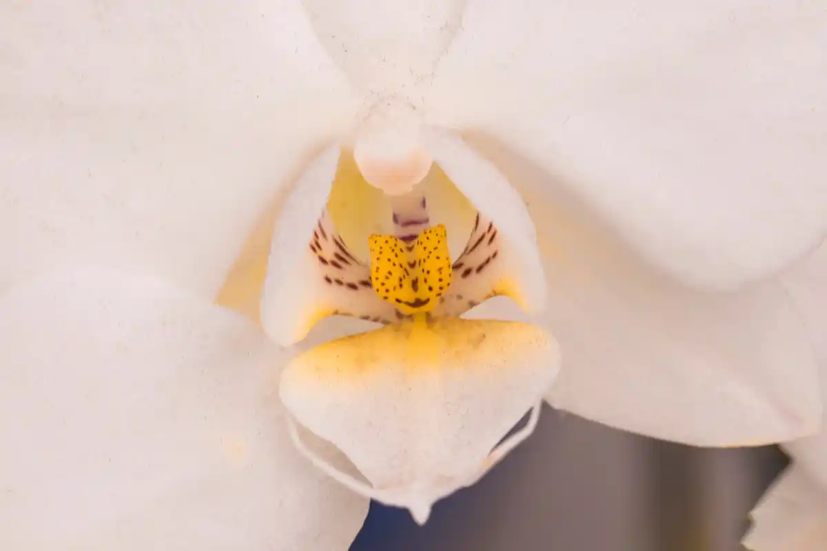 banana peel homeplant fertilizer orchids Cz