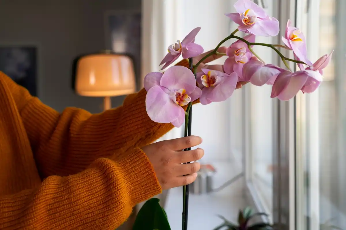 banana peel fertilizer orchids chech home