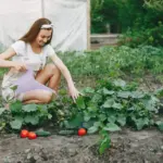 czech organic vegetable garden with companion plants