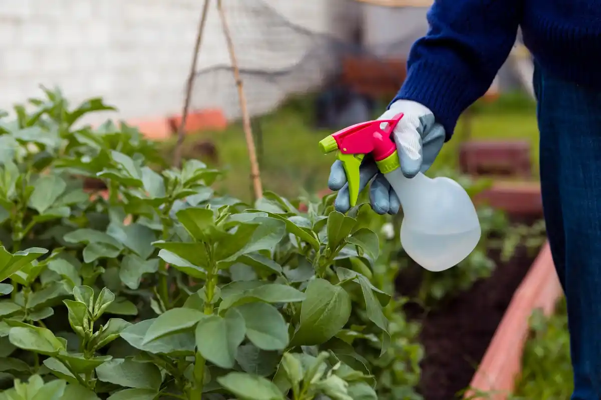 companion planting czech garden natural pest control
