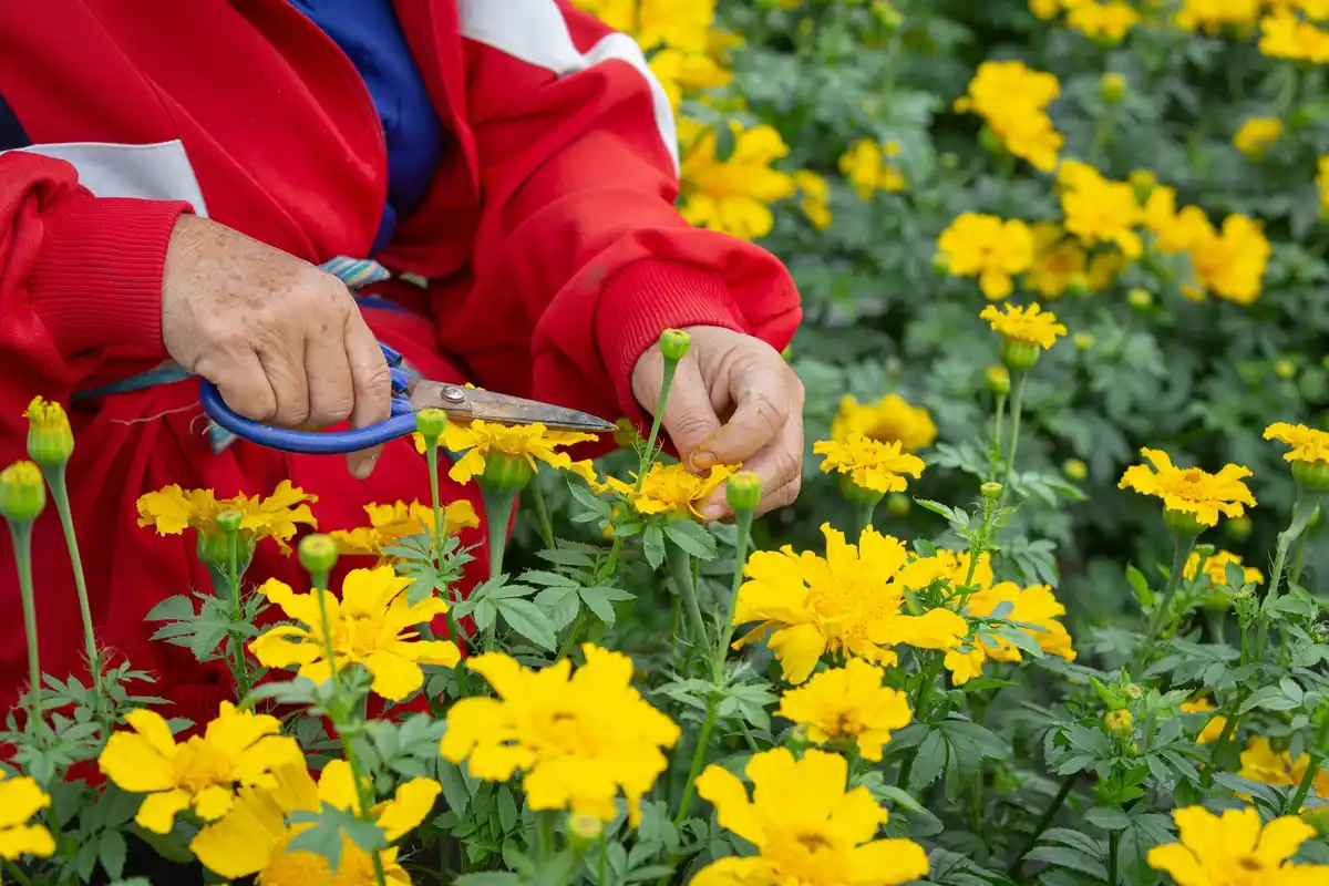 traditional czech garden plants flowers pest protection