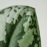 overwatered houseplant close up