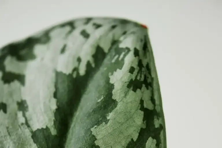 overwatered houseplant close up