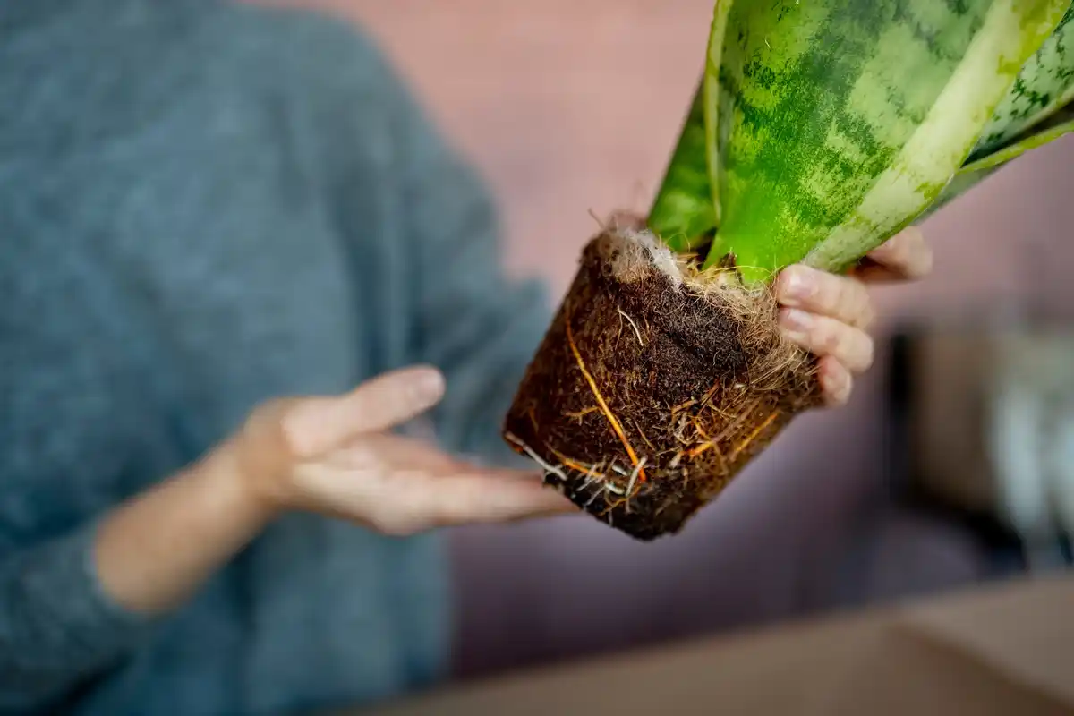 overwatered indoor plant soil close up